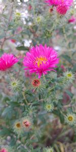 Close-up of pink flowering plants