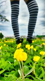 Low section of person standing on yellow flower