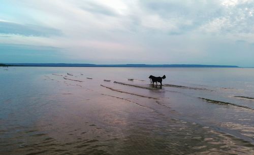 Dog on beach against sky