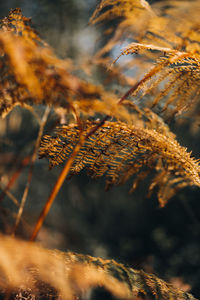 Close-up of plant during autumn