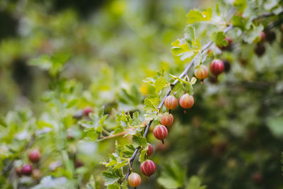 Close-up of berries on plant
