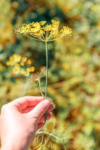 Close-up of hand holding plant