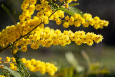 Close-up of yellow flowering plant