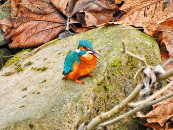 Close-up of parrot perching on tree