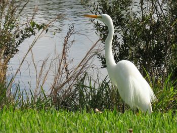 White heron on grass by lake