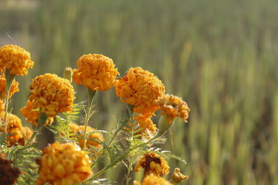 Close-up of yellow flowering plant