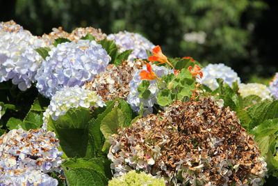 Close-up of flowering plant