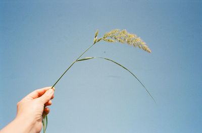 Hand holding plant against clear blue sky