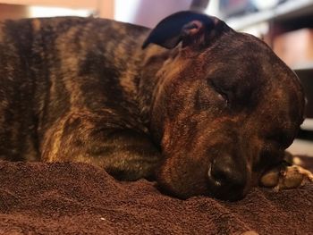 Close-up of a dog resting at home