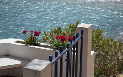 Flowering plants by railing against sea