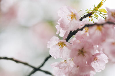 Close-up of insect on cherry blossoms in spring