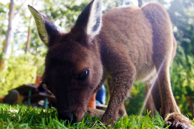 Close-up of horse on grass