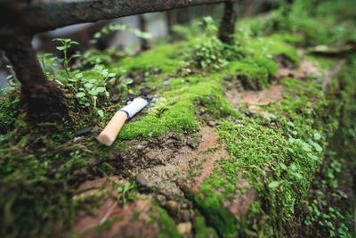 Close-up of cigarette smoking on plant