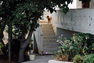 Staircase amidst trees and plants