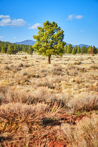 Trees on field against sky