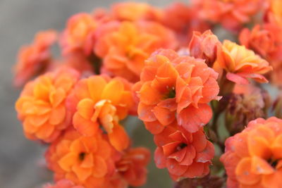 Close-up of orange flowers blooming outdoors