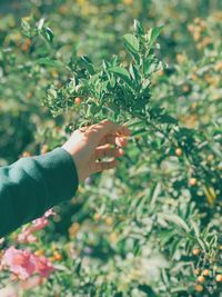 Hand holding berries