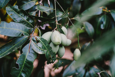 Close-up of berries growing on tree