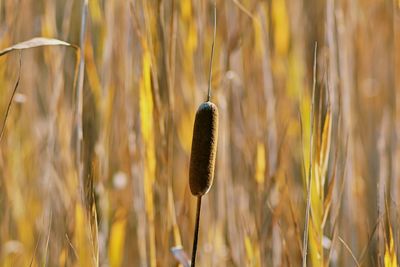 Close-up of wheat plant