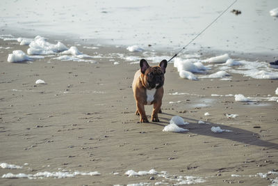 Dog on beach