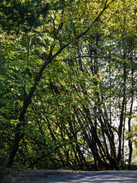 Low angle view of trees against sky