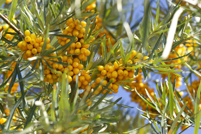 Close-up of fruits growing on tree