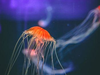 Close-up of jellyfish swimming in sea