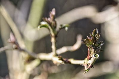 Close-up of green leaves