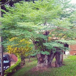 Plants growing on tree trunk