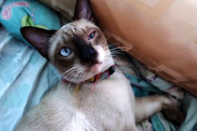 Close-up portrait of cat at home