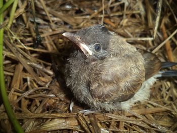 High angle view of bird in nest