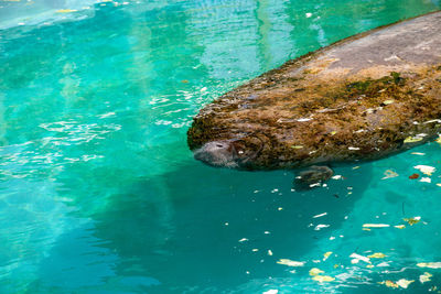 High angle view of turtle swimming in sea