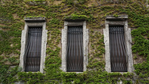 Plants growing on building
