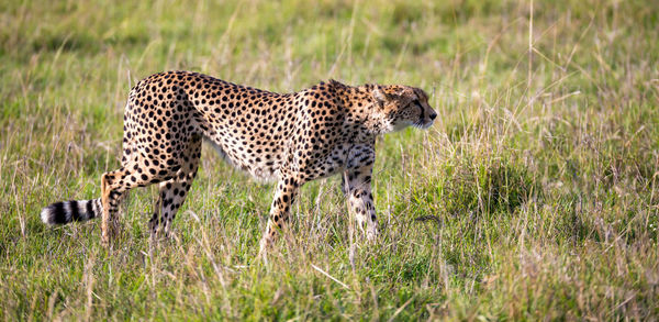 Side view of a cat walking on grass