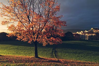 Tree on field against sky during autumn