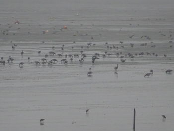 Flock of birds on land