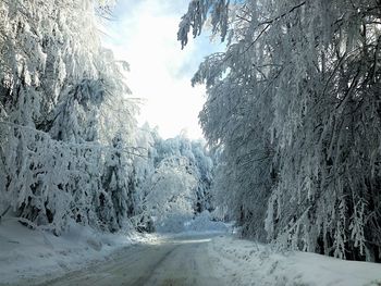 Snow covered road amidst trees against sky