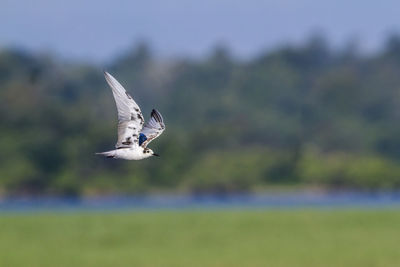 Seagull flying over a blurred background