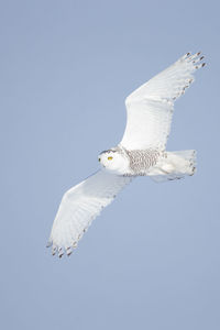 Low angle view of bird flying against blue sky