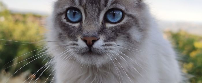 Close-up portrait of a cat