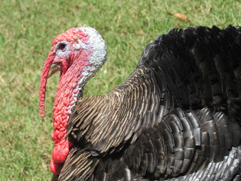 Close-up of a bird