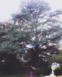 Rear view of woman standing by tree against sky