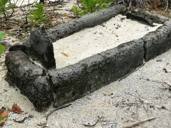 Close-up of lizard on rock