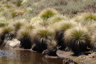 View of an animal on land