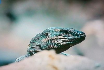 Close-up of a hand holding lizard