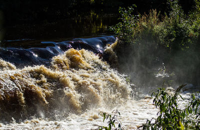 Scenic view of waterfall in forest