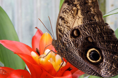 Close-up of butterfly on leaf