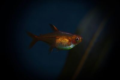 Close-up of fish swimming in water