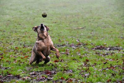 Close-up of dog catching ball on grass field