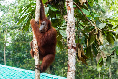 Monkey hanging on tree in forest